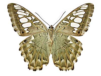 �V���E�B�A�g���t�^�e�n����