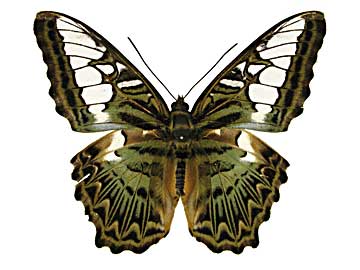 �V���E�B�A�g���t�^�e�n���\