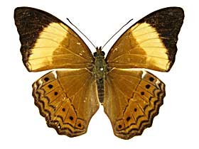 �I���b�T�~�i�~�q���E�������\