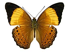 �I���b�T�~�i�~�q���E�������\