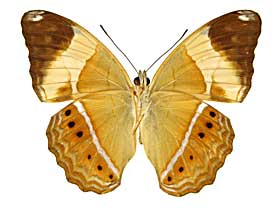 �I���b�T�~�i�~�q���E��������