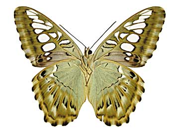 �V���E�B�A�g���t�^�e�n����