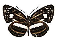 �C�b���Q���q���~�X�W���\