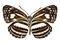 �C�b���Q���q���~�X�W����