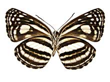 �C�b���Q���q���~�X�W����