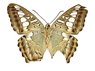 �V���E�B�A�g���t�^�e�n����