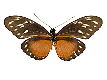 �w�J���V�A�h�N�`���E����