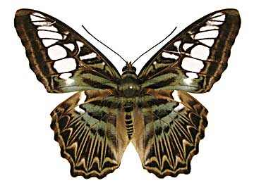 �V���E�B�A�g���t�^�e�n���\