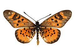 ケペウスホソチョウ♂表