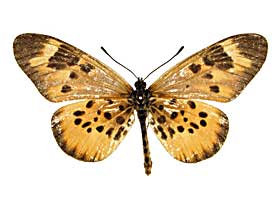 ケペウスホソチョウ♀表