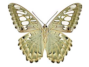 �V���E�B�A�g���t�^�e�n����