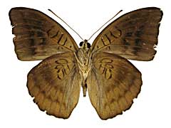 sp1�C�i�Y�}����