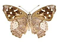 �^�e�B���A�C�C���^�e�n����