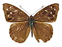 �^�e�B���A�C�C���^�e�n���\