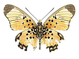 �{�C�X�h�D�����C�z�\�`���E���h�L����