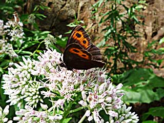 �l���G�l�x�j�q�J�Q