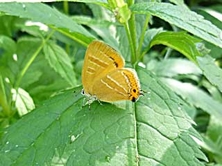 ���e�A�A�J�V�W�~