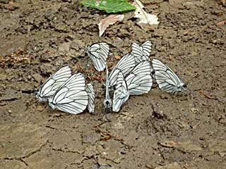 �N���^�G�M�~���}�V���`���E��