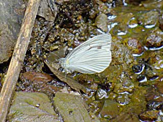 �����e�����V���`���E���Č^