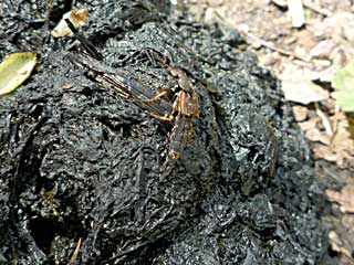 �p�K�k�X�A�J�o�n�l�J�N�V