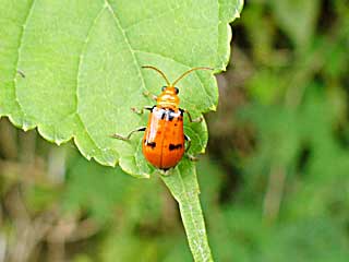 �r�R�����E���n���V