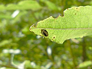 �j�O���t�@�X�L�A�g�D�X�c�c�n���V