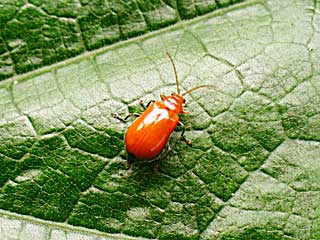 �t�F�������X�E���n���V