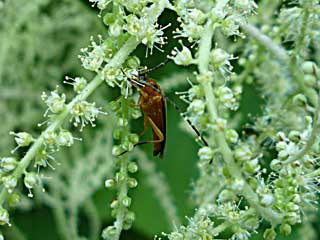 �f�B�X�e�m�C�f�X�w���O���n�i�J�~�L��