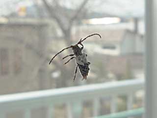 �t�@�X�L�N���g�D�X�l�W���J�~�L��