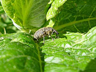 �����A�O���X�S�{�E�]�E���V