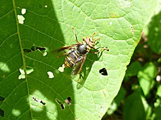 �y���}�O�i�i�K�n�i�A�u