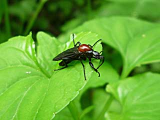 �}�C�X�����i�P�o�G