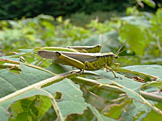 �����M�y���j�X�n�l�i�K�t�L�o�b�^