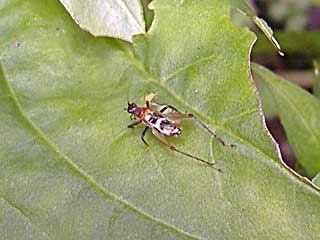 ���R�C�f�X���}�g�q�o��