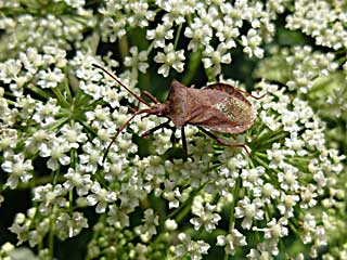 �}���M�i�h�D�X�w���J�����V