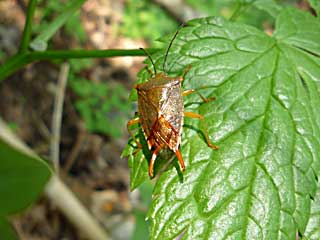 ���r�h�D���C�f�X�c�m�J�����V��