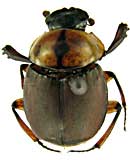 ge109エンマコガネ