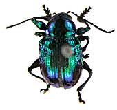 ge232サルハムシ