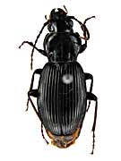 sp2ナガゴミムシ