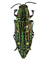 アマビリスマダラタマムシ