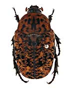 ルスティコラマダラハナムグリ