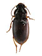 ニガタヌスゴモクムシ