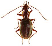 クユスエンシスモリヒラタゴミムシ