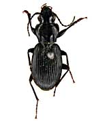 sp3ナガゴミムシ