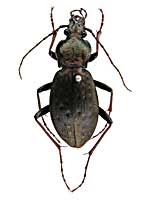 マイヤサヌスオサムシ