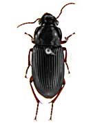 プセウドポノイデスゴモクムシ