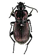 クプレスケンスアカガネオオゴミムシ