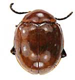 ge234ノミハムシ