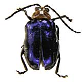 ge237ノミハムシ