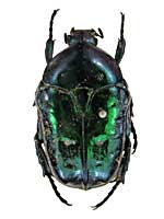 sp2シロテンハナムグリ♀